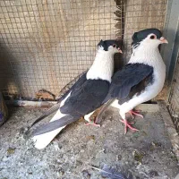 کبوتر کرمانی