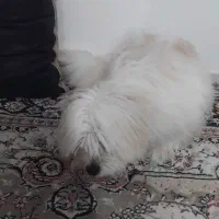سک پشمالو|سگ|نسیم‌شهر, |دیوار