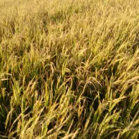 فروش ۳تن چلتوک لنجونی