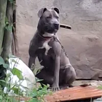 واگذاری سگ پیت بول۷ماهه