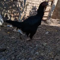 طاقچه لاری