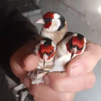 سره وسره قناری قرس وکفتر پشتدری