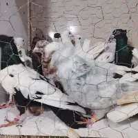 ۴۰عددرنگه بیشترنر|پرنده|مشهد, کشف|دیوار