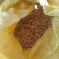 باقله درشت وتمیز