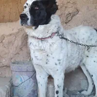 سگ قهدریجانی|سگ|مبارکه, |دیوار