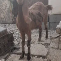 بزدوقلوزاه گلابی وسندی پاکستانی|حیوانات مزرعه|نیمروز, |دیوار