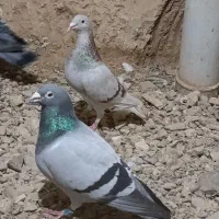 المانی کفتر پلاکی|پرنده|مشهد, کوشش|دیوار