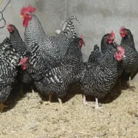 مرغ و خروس آمروک اصل