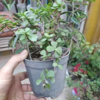 باغستان رز|گل و گیاه طبیعی|کاشان, فاز ۱ ناجی آباد|دیوار