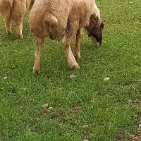 بره قوچ