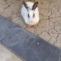 یک عدد خرگوش|موش و خرگوش|شاهین‌شهر, فیض|دیوار