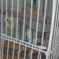 عروس هلندی نر سخنگو.به همراه قفس و اسباب بازی|پرنده|فردوسیه, |دیوار