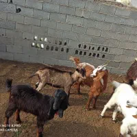 بز های ماده|حیوانات مزرعه|بندر ترکمن, |دیوار