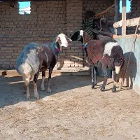 دوعدد شیشک پلنگی آبستن شکم اول.|حیوانات مزرعه|سیمین شهر, |دیوار