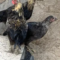 مرغ و خروس زینتی نژاد آسترالورپ