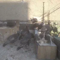 بوقلمون و مرغ شاخدار