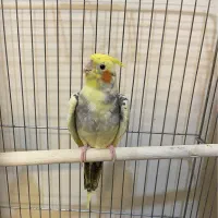 عروس هلندی نر بالغ|پرنده|رباطکریم, رباطکریم|دیوار