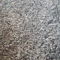 فروش جو بذری ۳۵.۰۰۰ تومان