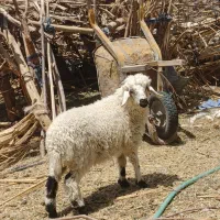 دوتا بره فروشی