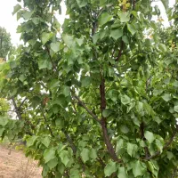 فروش باغ زیبا در نوبهار روستای شیخها