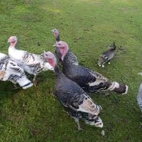 بوقلمون نر، ماده ،خروس فروشی