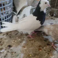 ماده رنگی|پرنده|شیراز, دارالرحمه|دیوار