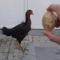 مرغ لاری