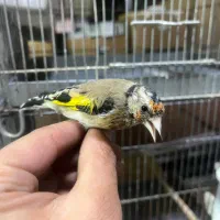 جوجه سهره خلخال ( به شرط)|پرنده|قزوین, |دیوار