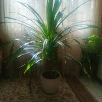 گل طبیعی|گل و گیاه طبیعی|هشتگرد, شهرک گلها|دیوار