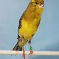 قناری ماده آماده 2عددرسمی بلندجوجه2025تن نرفته|پرنده|کرج, فاز ۴ مهرشهر|دیوار