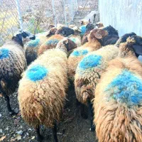 ۱۵ راس گوسفند شیره دار|حیوانات مزرعه|سنندج, |دیوار