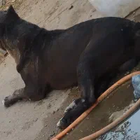 واگذاری سگ امریکن بولی xL