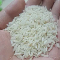 برنج طارم