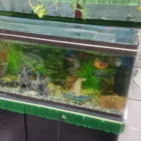 آکواریوم کامل باماهی