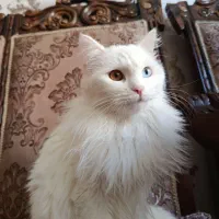 پرنسس خانم|گربه|تبریز, |دیوار