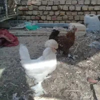 فروش دو جفت سلطان