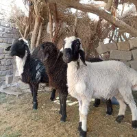 گوسفند نر چاق