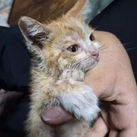 واگذاری بچه گربه