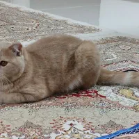 اسکاتیش نر|گربه|مشهد, کوشش|دیوار