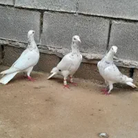 ۸عدد نر کوهی