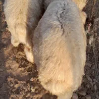 گوسفند