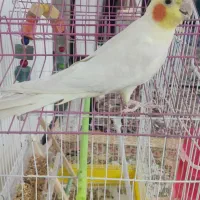 عروس هلندی نر