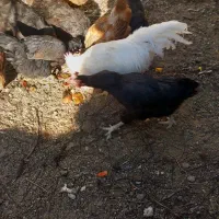 فروش مرغ وخروس|حیوانات مزرعه|چادگان, |دیوار