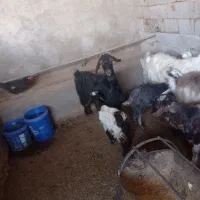 بز باکهره