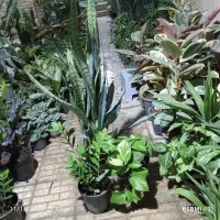 بار گل جدید