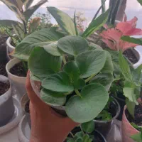 بنفشه آفریقایی