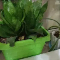 پنج عددگل وگلدون توی تصویر|گل و گیاه طبیعی|دهدشت, |دیوار