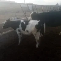 گوساله ماده گاو شیری|حیوانات مزرعه|پائین جام, |دیوار