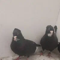 کفتر پلنگ جفتی با جوجه