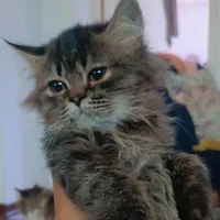 گربه ناز|گربه|بهشهر, |دیوار